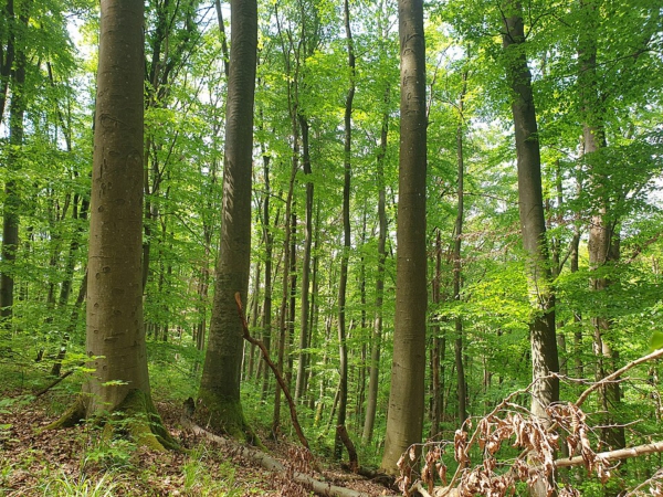 NSG Mordgrund und NW Knetzberge-Böhlgrund